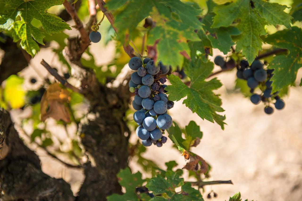 Viglione Wine Resort Santeramo in Colle Buitenkant foto